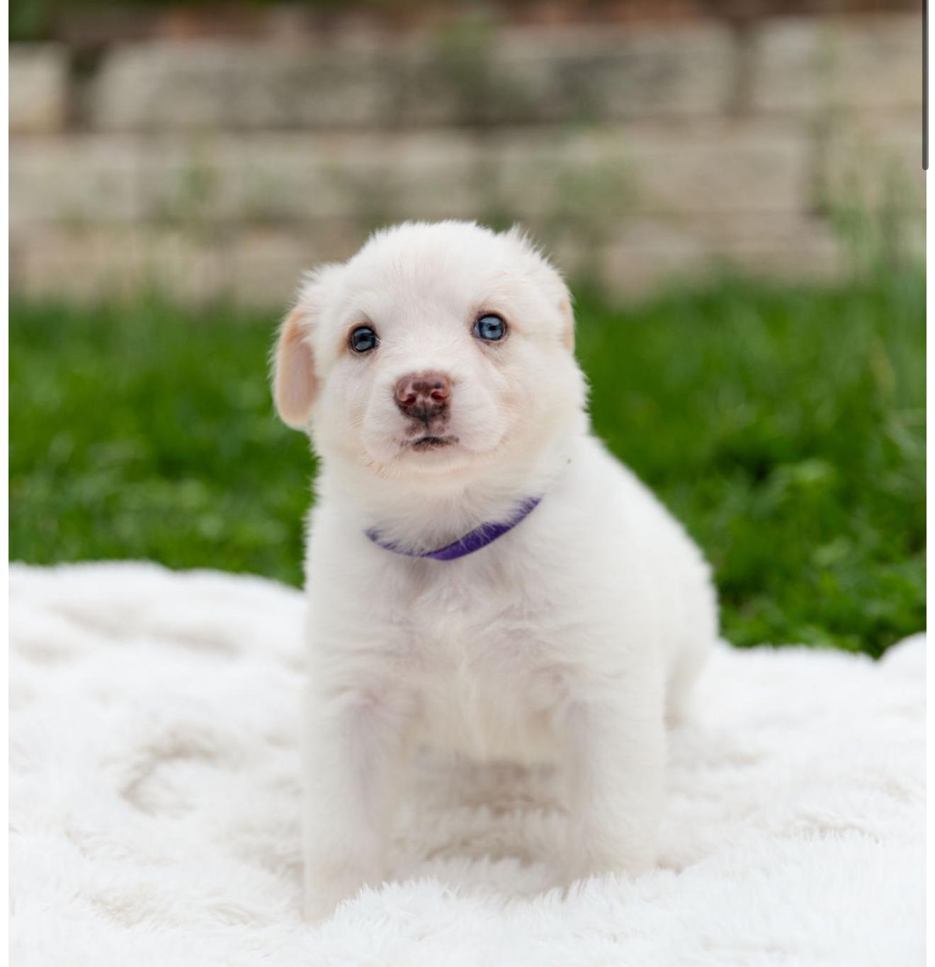Moonstone, adopted, Puppy Female Border Collie & Australian Cattle Dog / Blue Heeler.