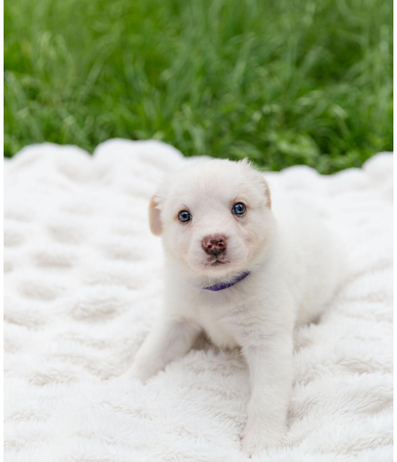 Enlarge Moonstone, an adopted mixed breed in Pflugerville, TX image 2/5