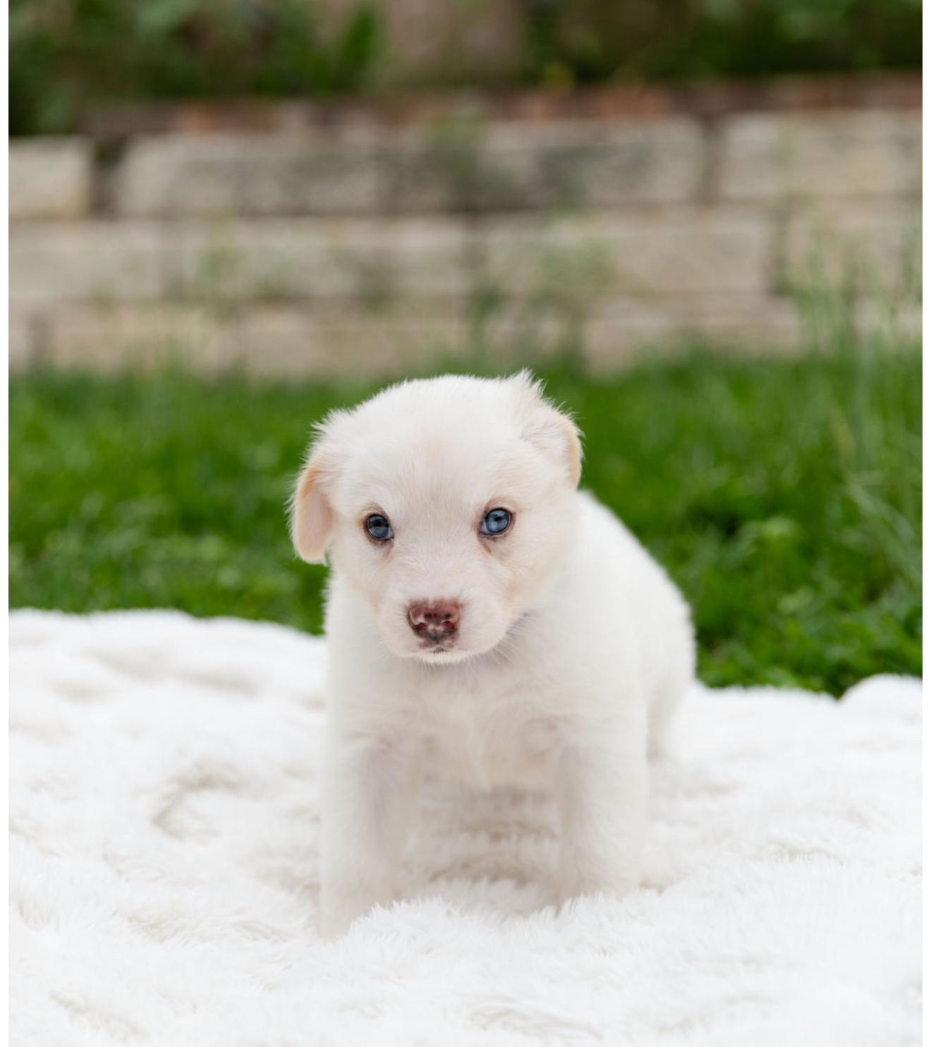 Enlarge Moonstone, an adopted mixed breed in Pflugerville, TX image 4/5