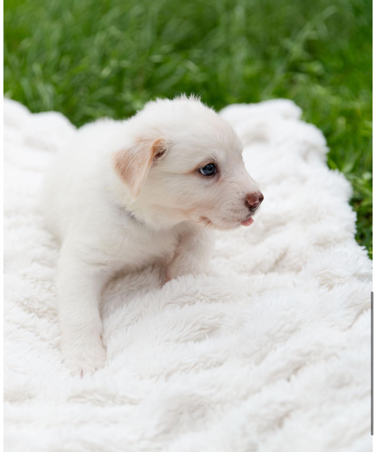 Enlarge Moonstone, an adopted mixed breed in Pflugerville, TX image 3/5