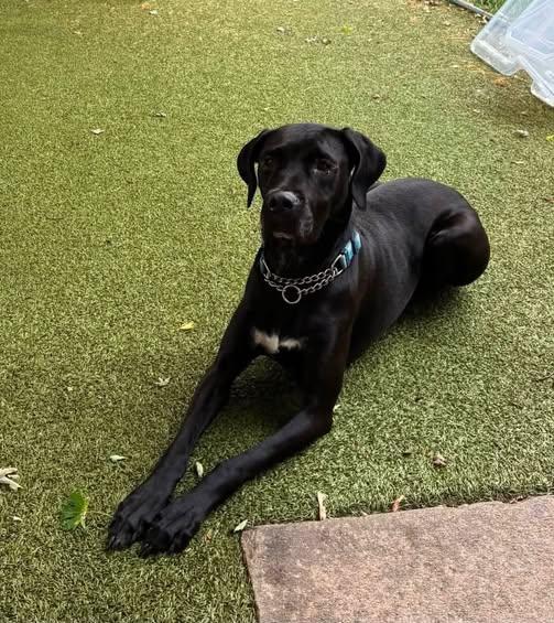 Enlarge Queen Bella, a Adopted mixed breed in Traverse City, MI image 1/1