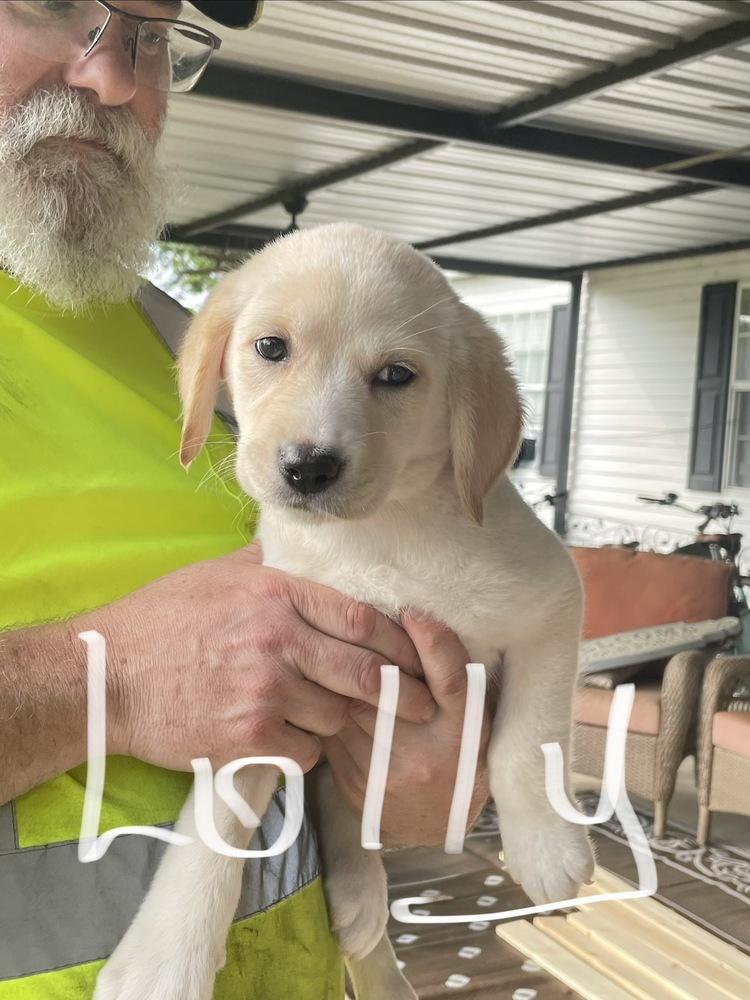 Connellye / Lolly, Adopted, Puppy Female Labrador Retriever & Mixed Breed.