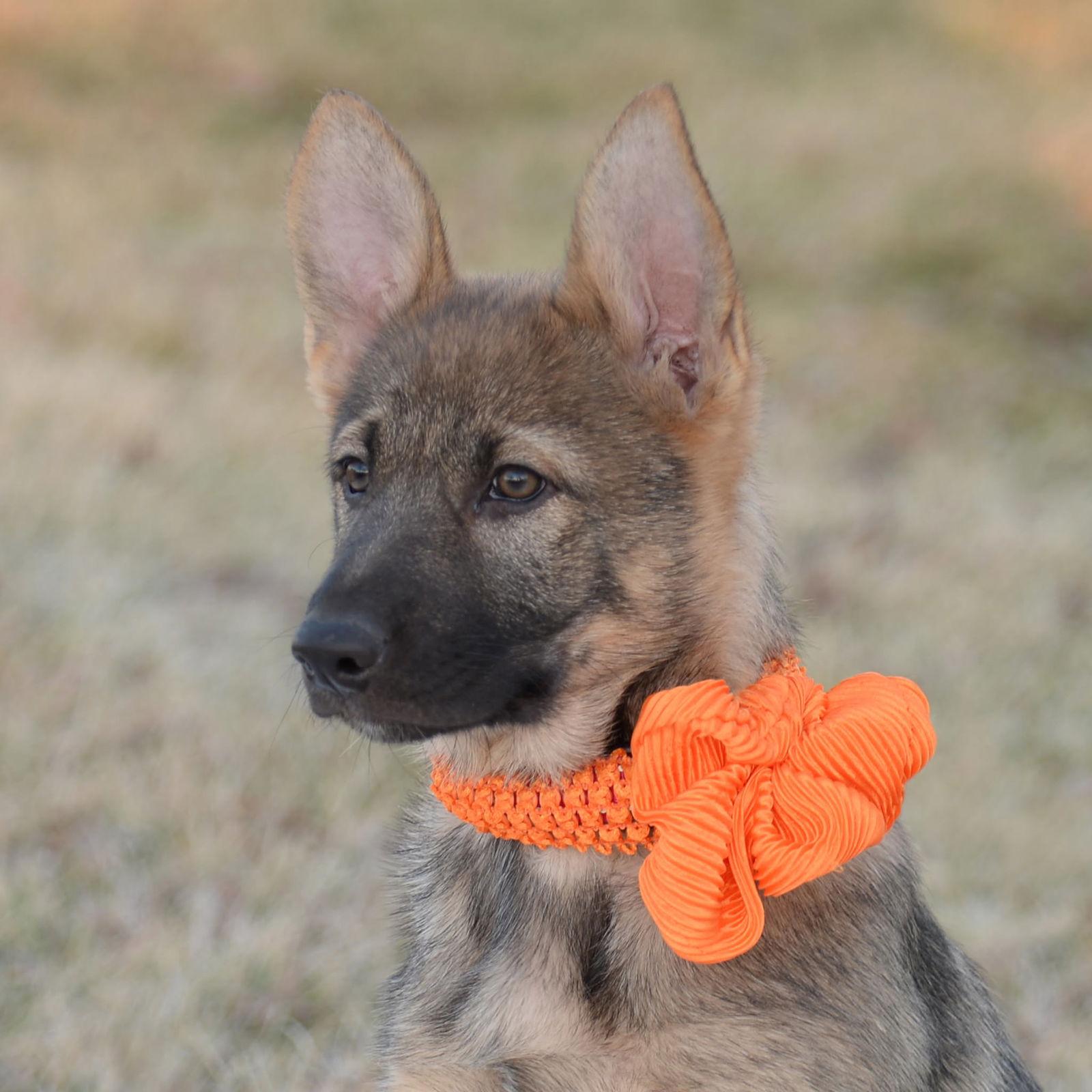 Enlarge Gretna - Lincoln Litter, a Adoptable German Shepherd Dog in Gretna, NE image 1/3