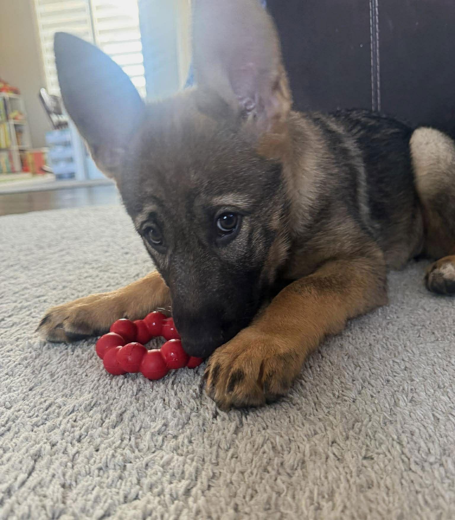 Enlarge Gretna - Lincoln Litter, a Adoptable German Shepherd Dog in Gretna, NE image 2/3