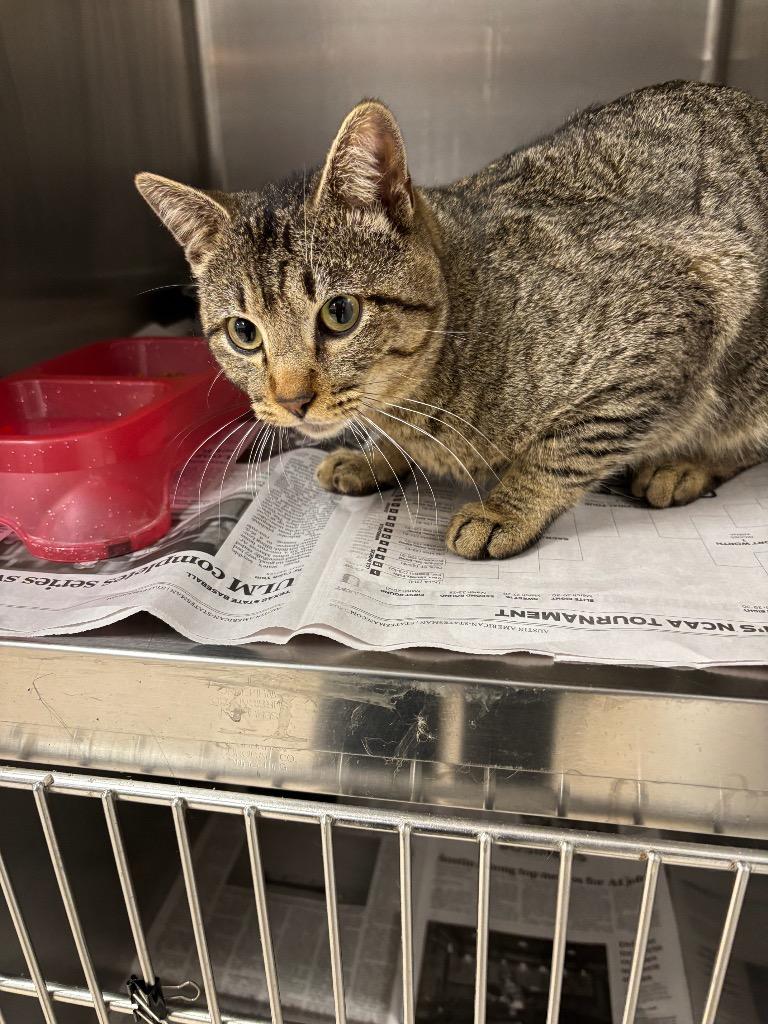 Agassi, Adoptable, Young Male Domestic Short Hair.