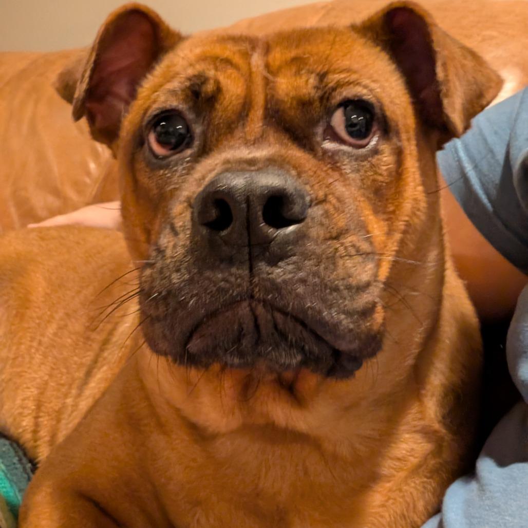 Enlarge Frida D12208, a Adoptable mixed breed in Minneapolis, MN image 1/6