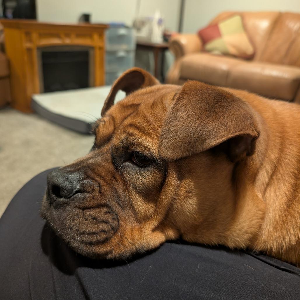 Enlarge Frida D12208, a Adoptable mixed breed in Minneapolis, MN image 2/6