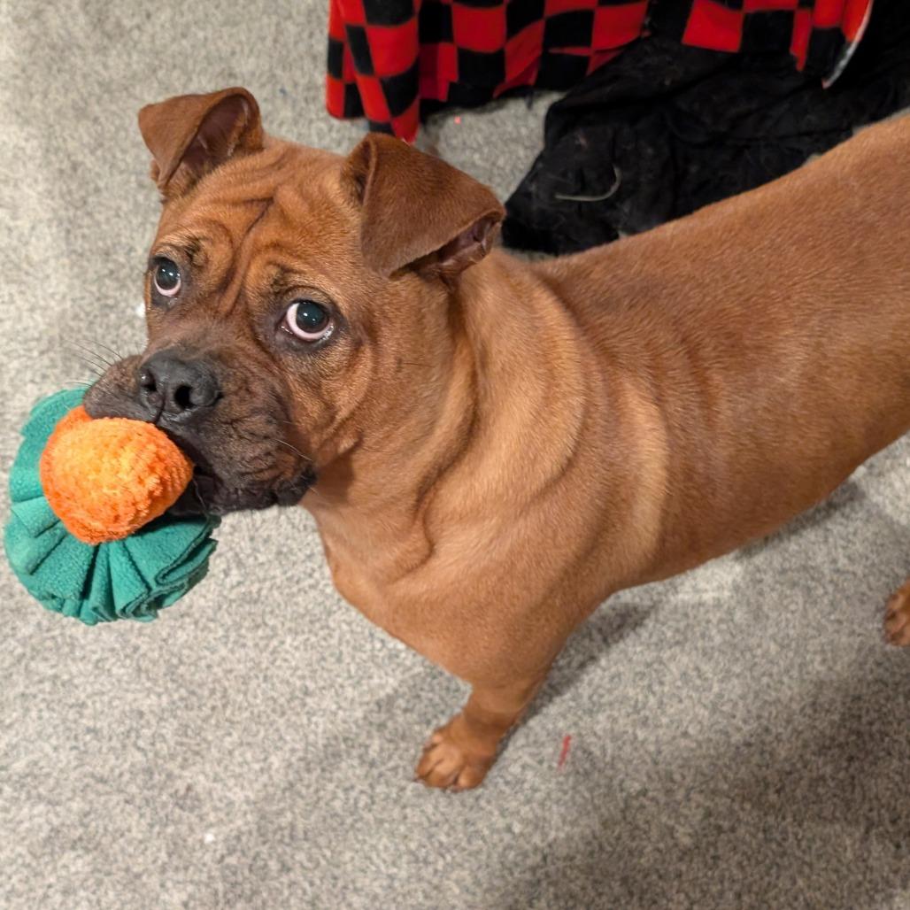 Enlarge Frida D12208, a Adoptable mixed breed in Minneapolis, MN image 3/6