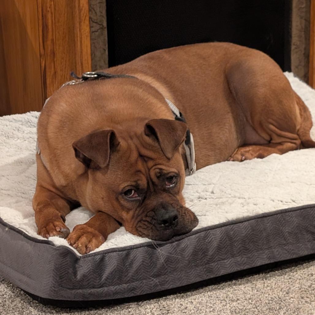 Enlarge Frida D12208, a Adoptable mixed breed in Minneapolis, MN image 4/6