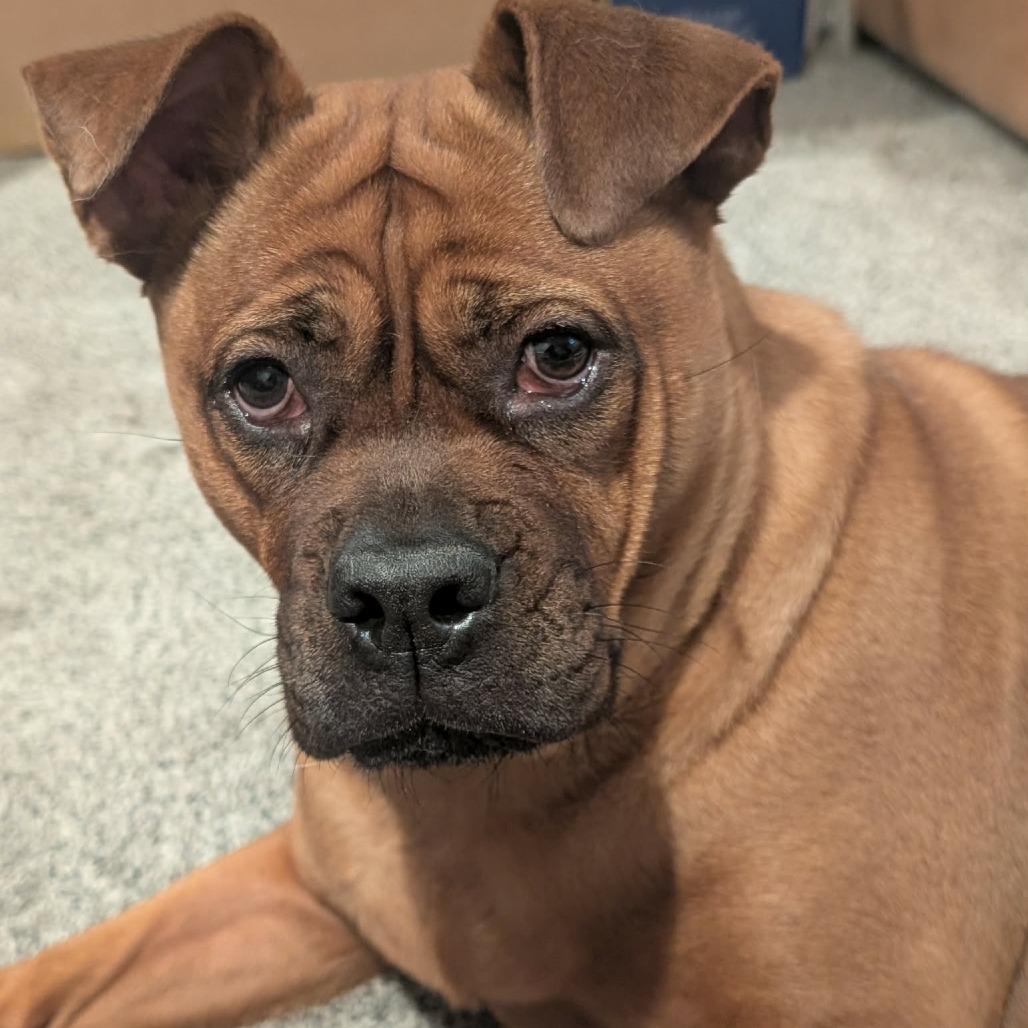 Enlarge Frida D12208, a Adoptable mixed breed in Minneapolis, MN image 5/6