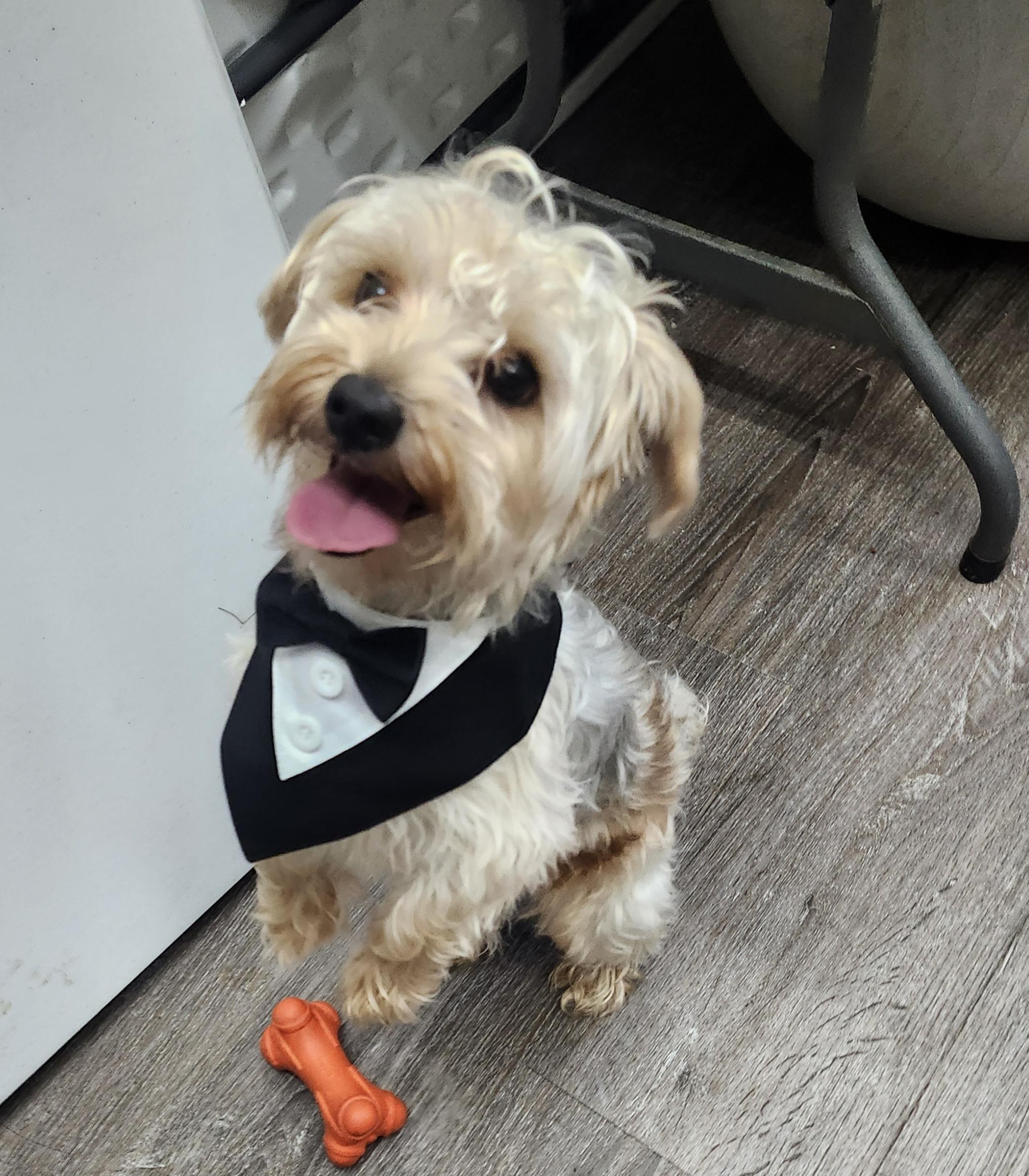 Enlarge Side Quest, an adopted Yorkshire Terrier in Mansfield, OH image 2/4
