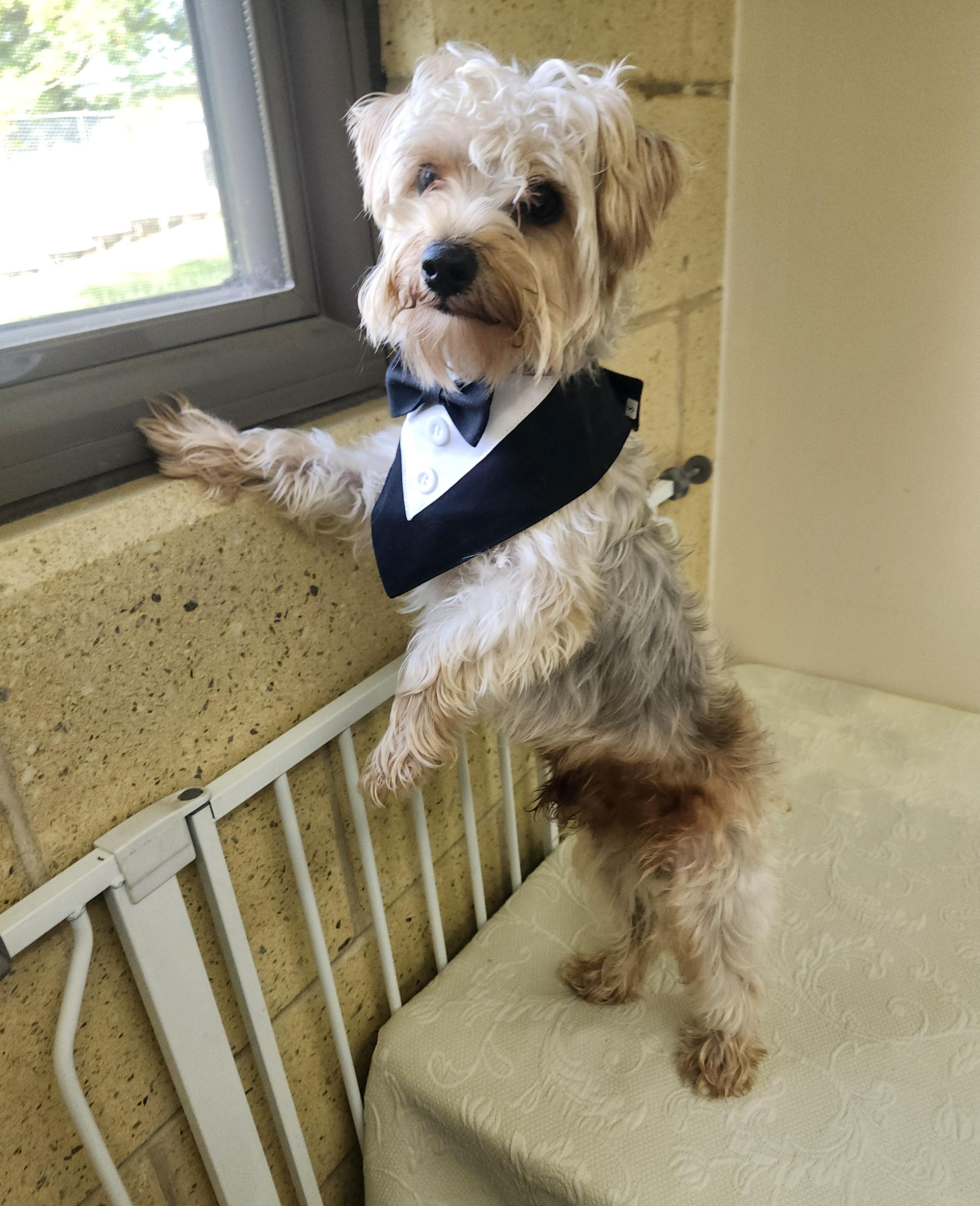 Enlarge Side Quest, an adopted Yorkshire Terrier in Mansfield, OH image 4/4