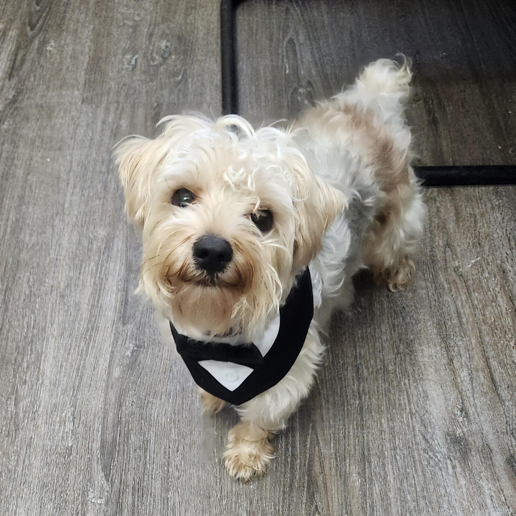 Enlarge Side Quest, an adopted Yorkshire Terrier in Mansfield, OH image 3/4