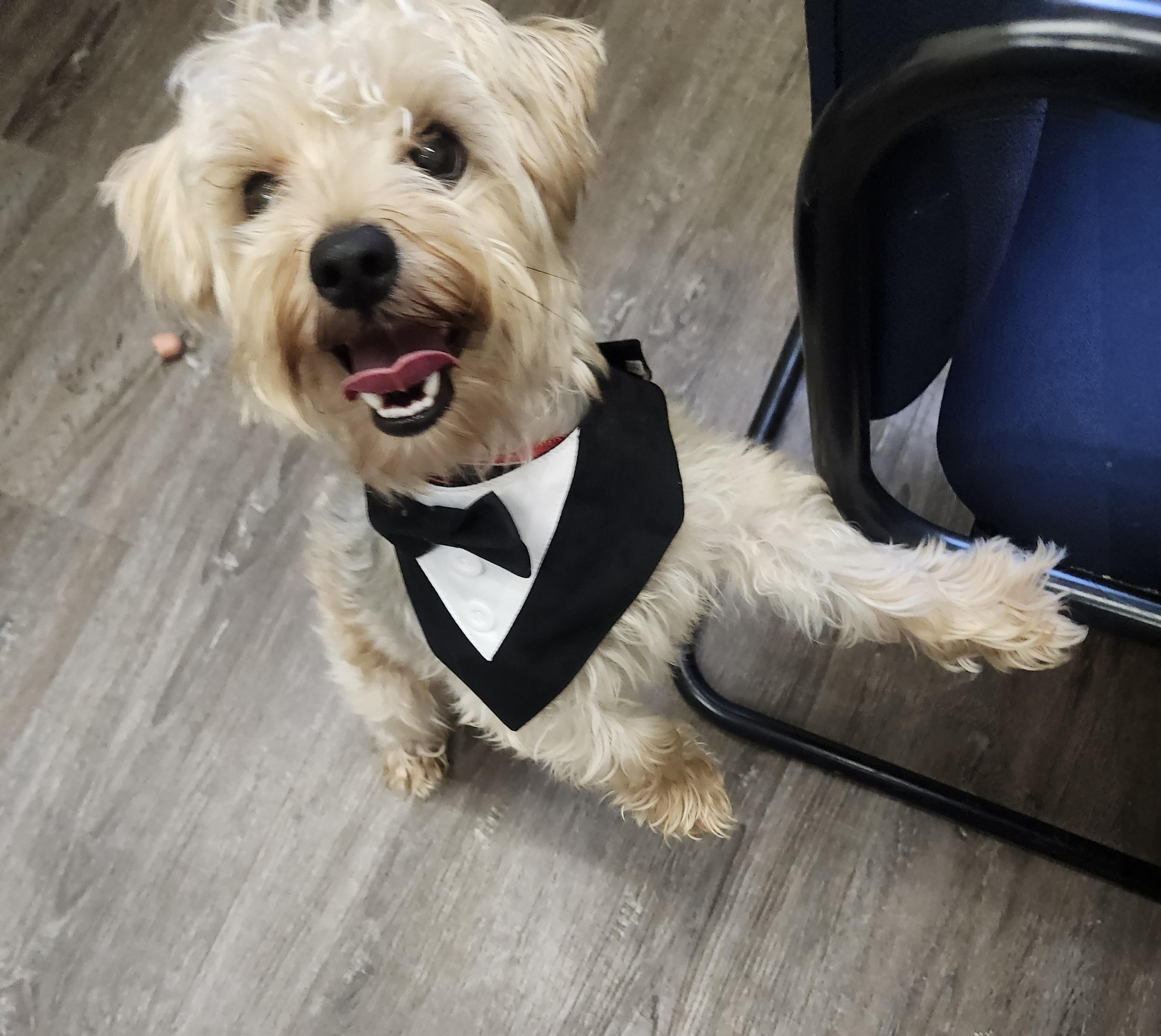 Side Quest, adopted, Young Male Yorkshire Terrier.