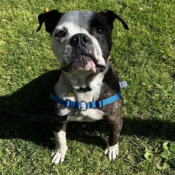 Enlarge Mensch, a Adoptable mixed breed in Oakland, CA image 1/2