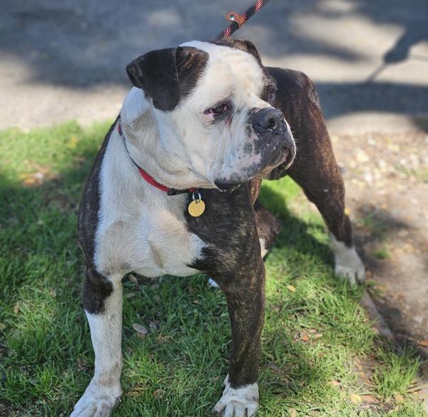 Enlarge Mensch, a Adoptable mixed breed in Oakland, CA image 2/2