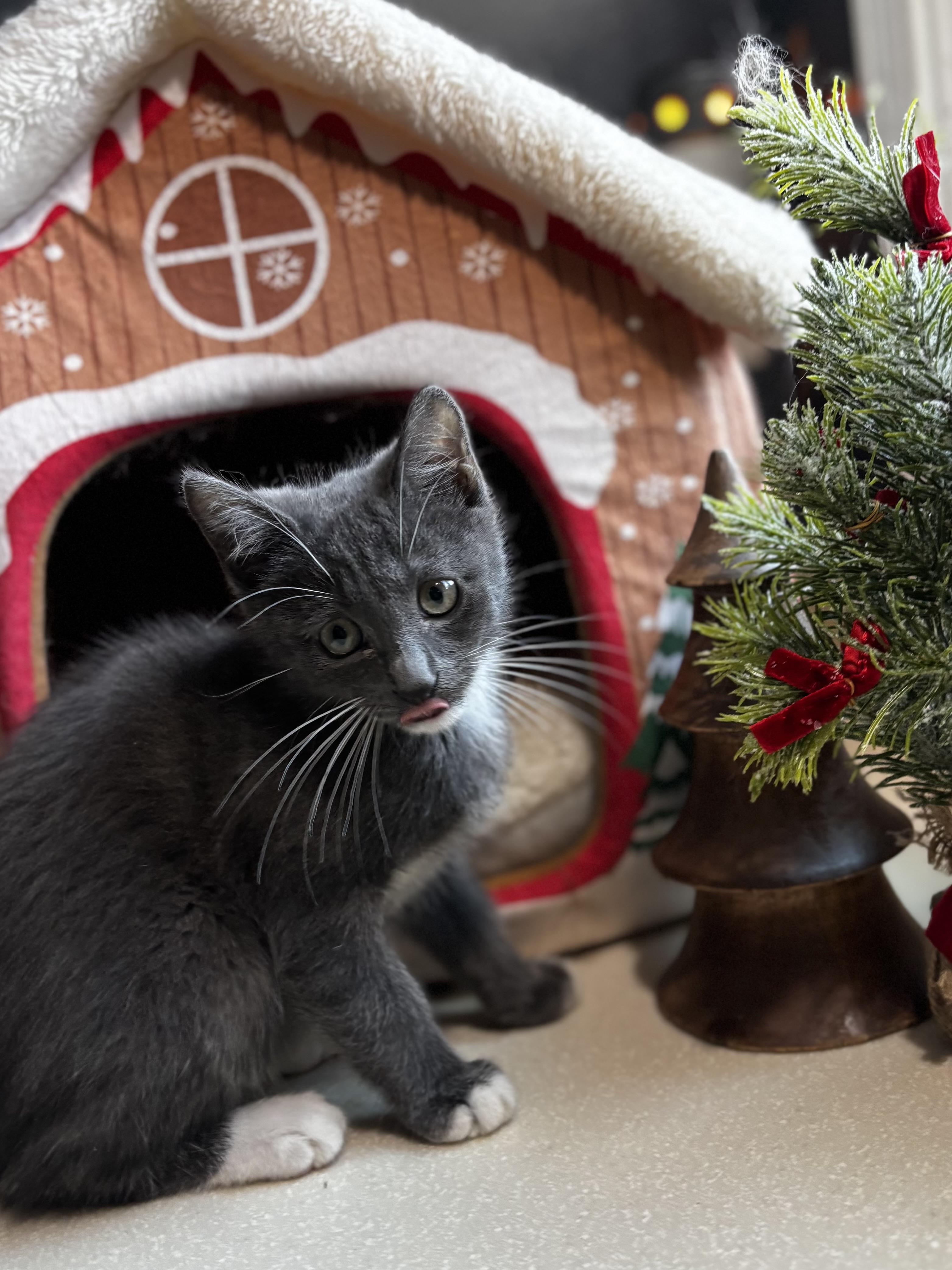 Enlarge Bosko: Pre-Adoption, a ADOPTABLE Domestic Short Hair in Ortonville, MI image 1/1