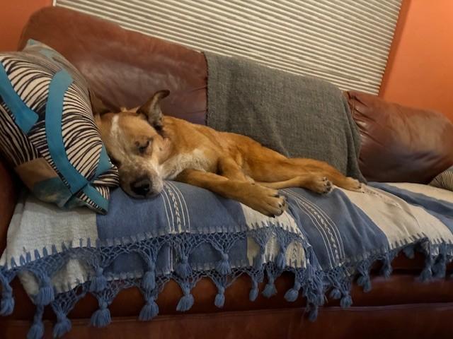 Enlarge PECAS, a Adoptable mixed breed in Santa Fe, NM image 1/1