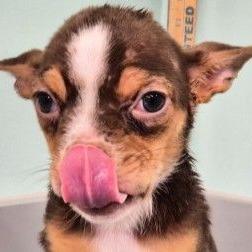 Enlarge CT Frostine, a Adoptable mixed breed in Stormville, NY image 2/3