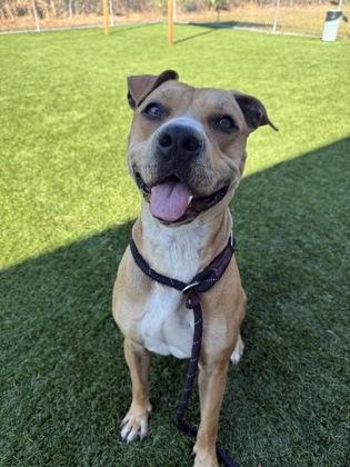 Enlarge Clarice - 3, a Adoptable Mixed Breed in Daytona Beach, FL image 1/3