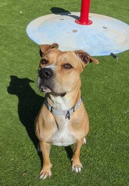 Enlarge Clarice - 2, a Adoptable Mixed Breed in Daytona Beach, FL image 2/3