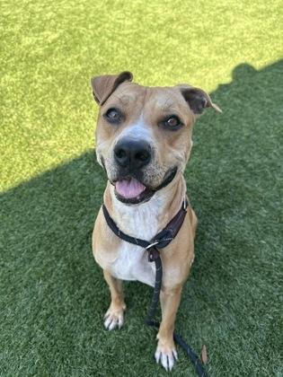 Enlarge Clarice - 2, a Adoptable Mixed Breed in Daytona Beach, FL image 3/3