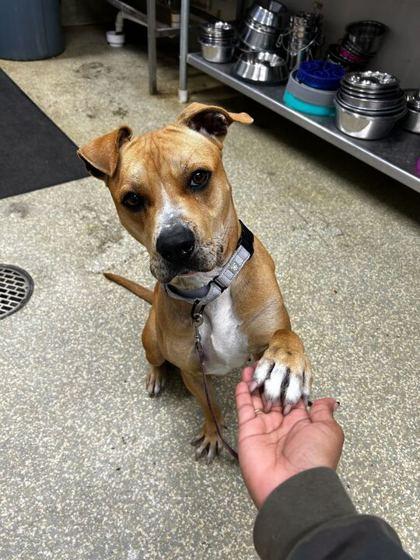 Enlarge Clarice - 3, a Adoptable Mixed Breed in Daytona Beach, FL image 3/3