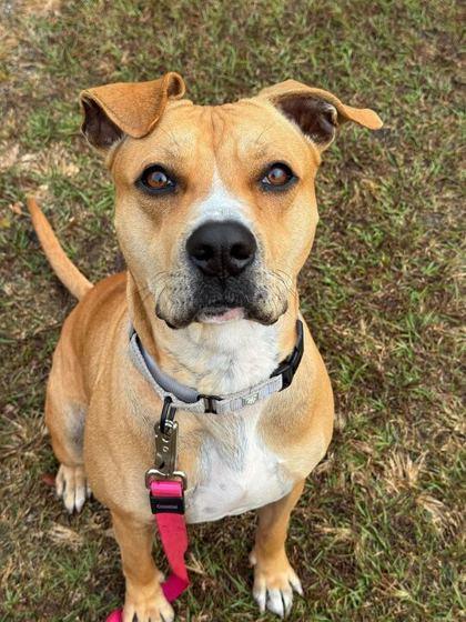 Enlarge Clarice - 3, a Adoptable Mixed Breed in Daytona Beach, FL image 3/3