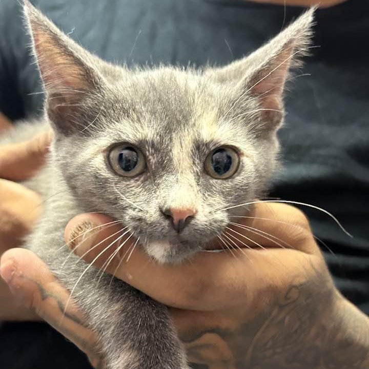 PISTACHIO, Baby Female unknown