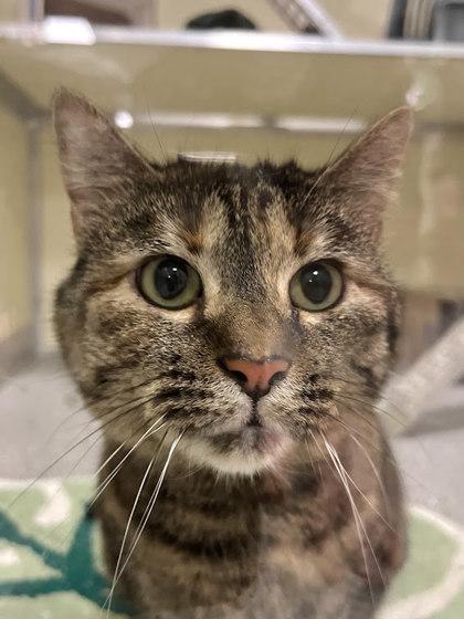 Makima, a Adoptable mixed breed in Twinsburg, OH image 1/5