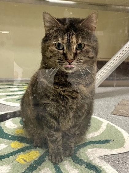 Enlarge Makima, a Adoptable mixed breed in Twinsburg, OH image 1/3