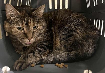 Makima, a Adoptable mixed breed in Twinsburg, OH image 3/5