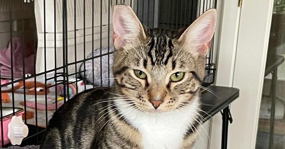 Enlarge Hermes, a Adoptable mixed breed in Calimesa, CA image 5/5