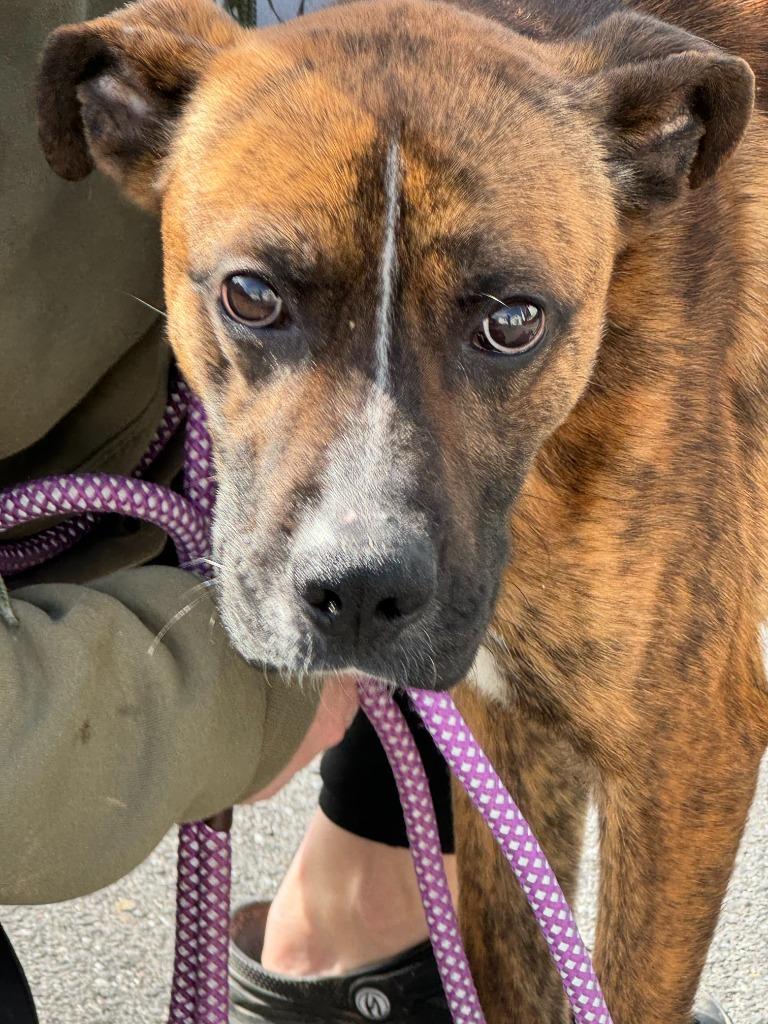 Atlas, Adoptable, Adult Male Mountain Cur.