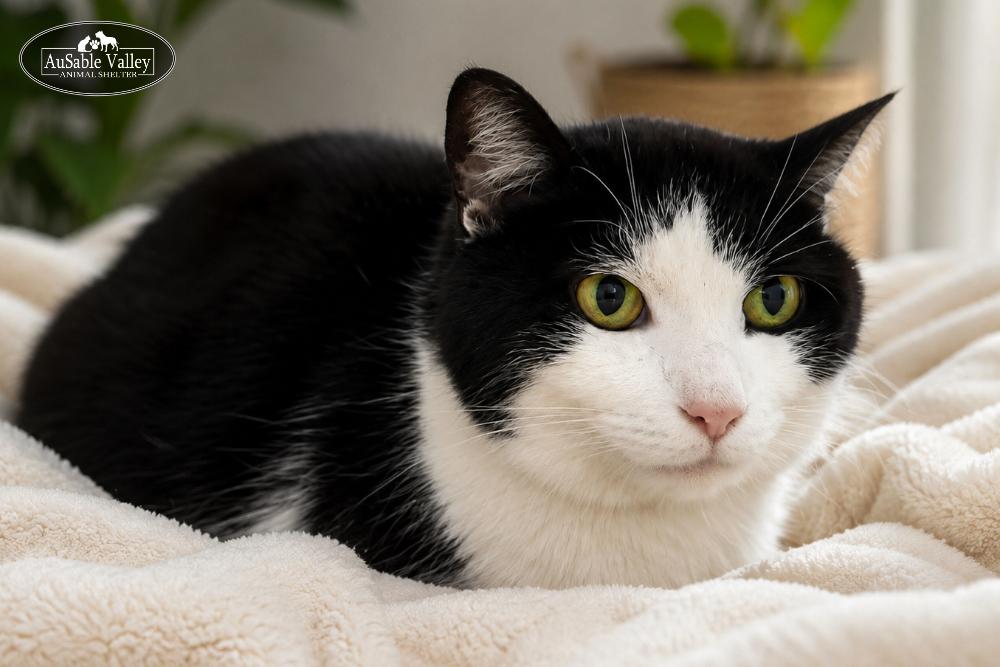 Enlarge Cutie Pie, an adopted Domestic Short Hair in Grayling, MI image 1/1