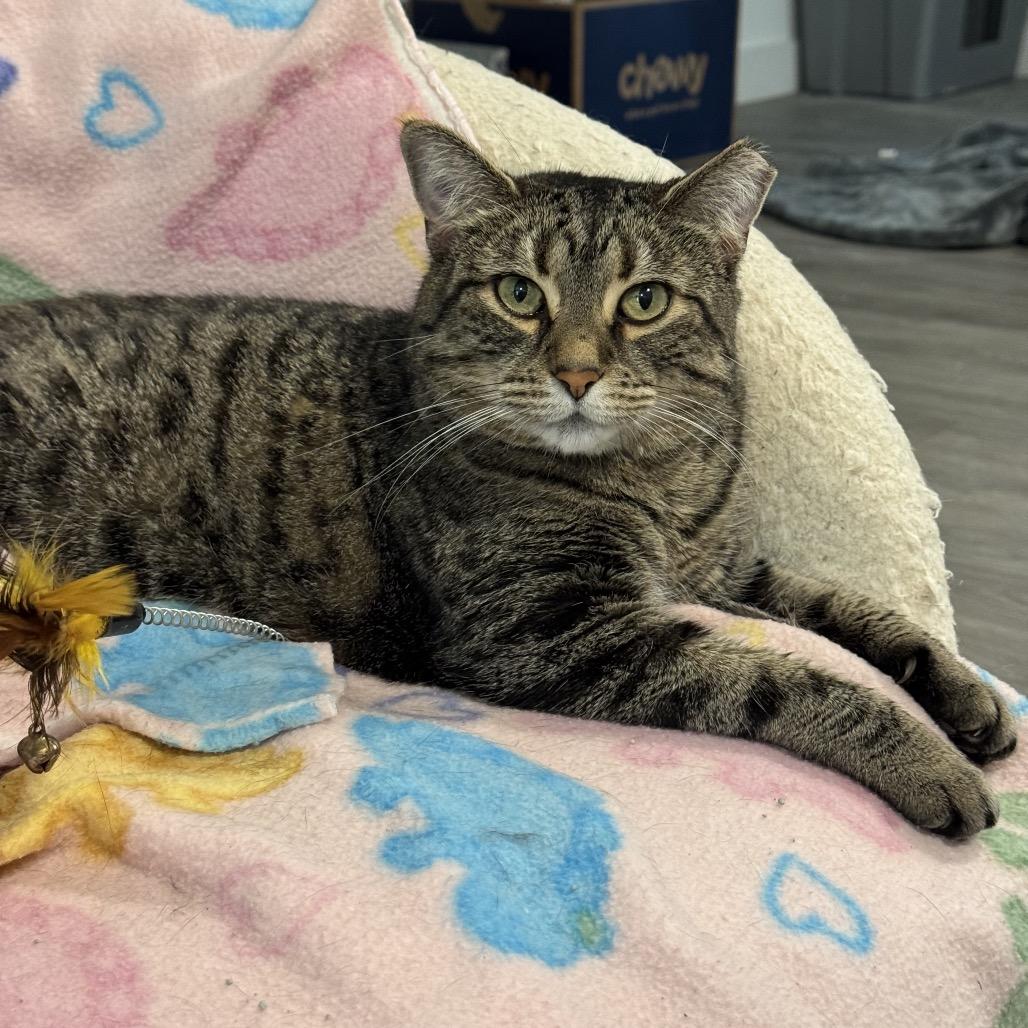 Enlarge Birdie, a Adoptable Domestic Short Hair in Goshen, IN image 1/1