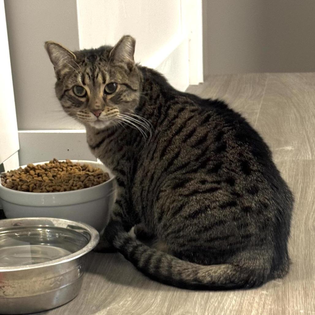 Birdie, Adoptable, Senior Female Domestic Short Hair.