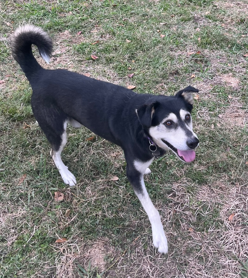 Vex, a Adoptable Husky in Seattle, WA image 2/6