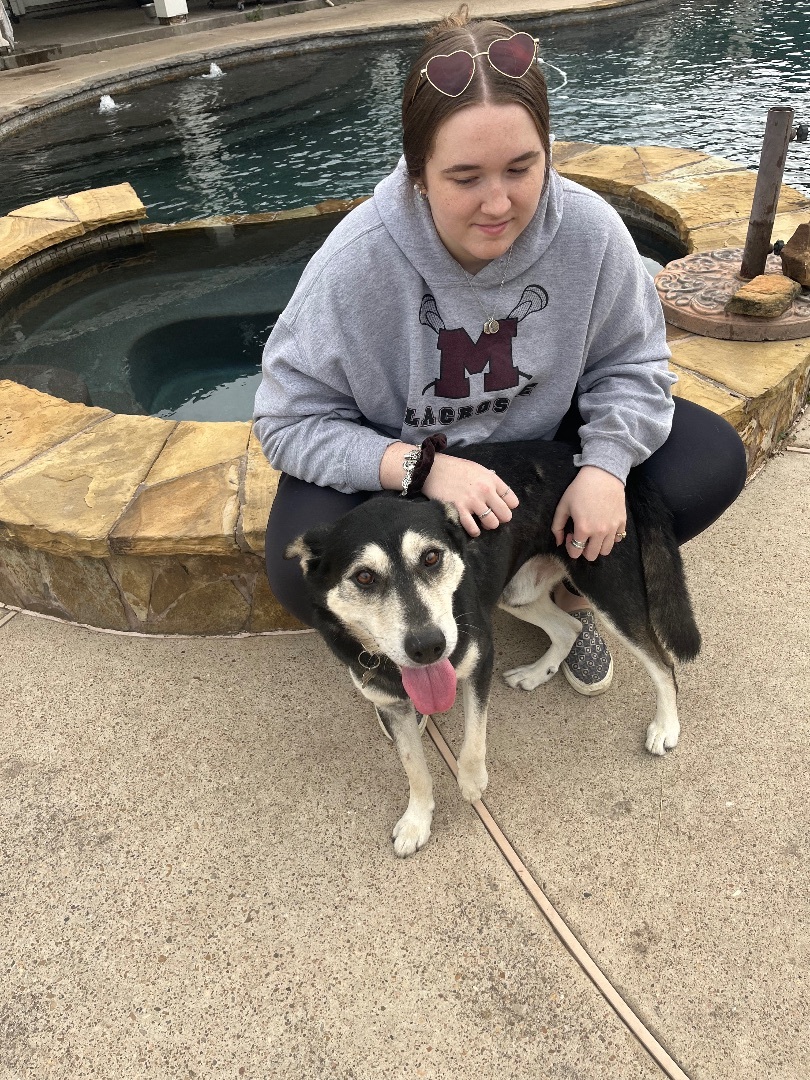 Vex, a Adoptable Husky in Seattle, WA image 3/6