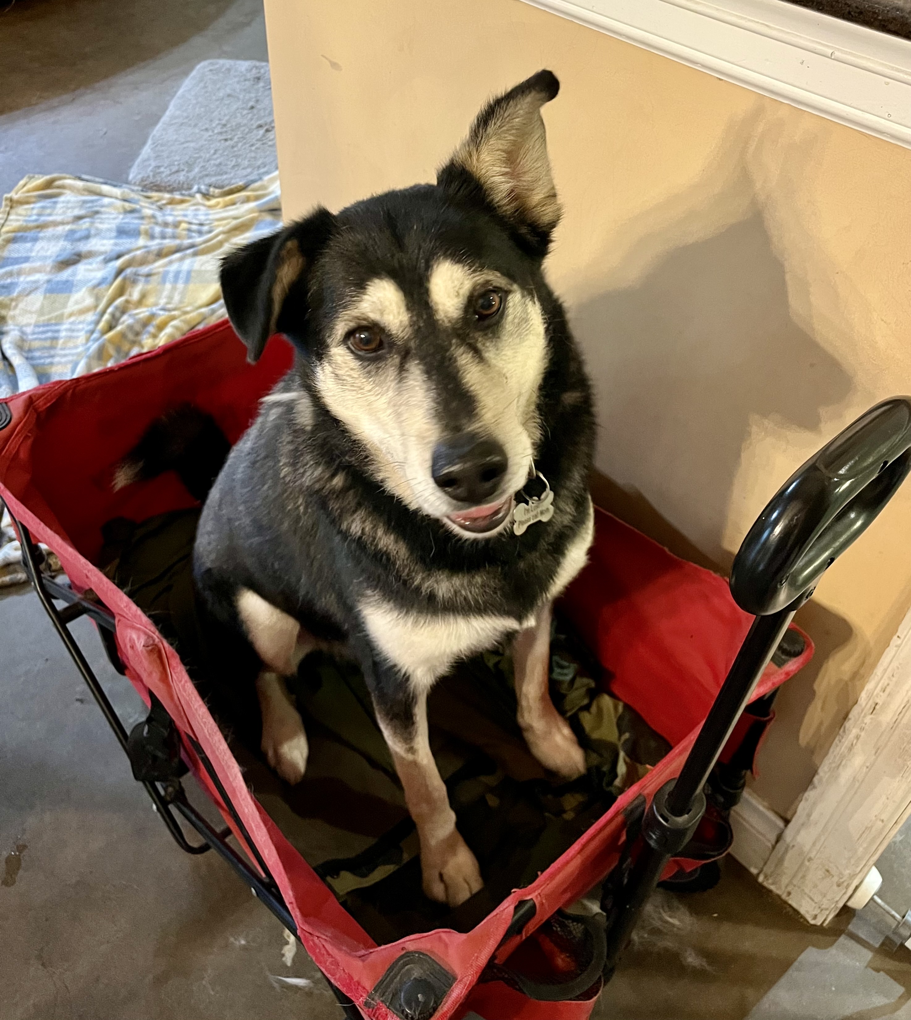 Vex, a Adoptable Husky in Seattle, WA image 1/6