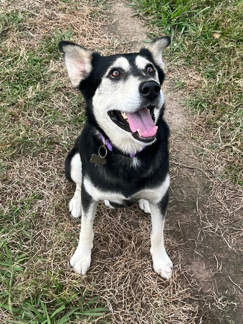 Vex, a Adoptable Husky in Seattle, WA image 4/6
