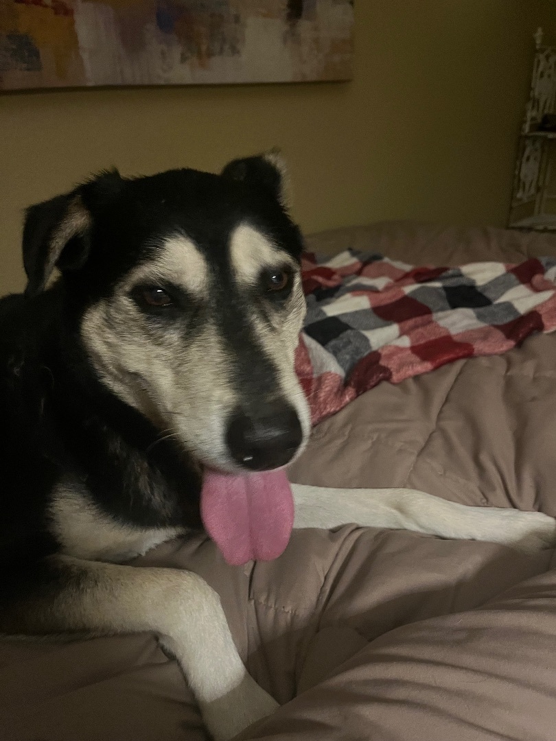 Vex, a Adoptable Husky in Seattle, WA image 5/6