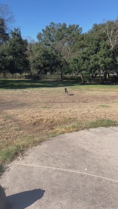 Enlarge Vex, a Adoptable Husky in Seattle, WA video 6/6