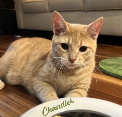 Chandler #affectionate-cuddlebug, Adopted, Young Male Tabby & Domestic Short Hair.