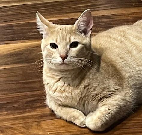 Enlarge Chandler #affectionate-cuddlebug, a Adopted mixed breed in Houston, TX image 2/3