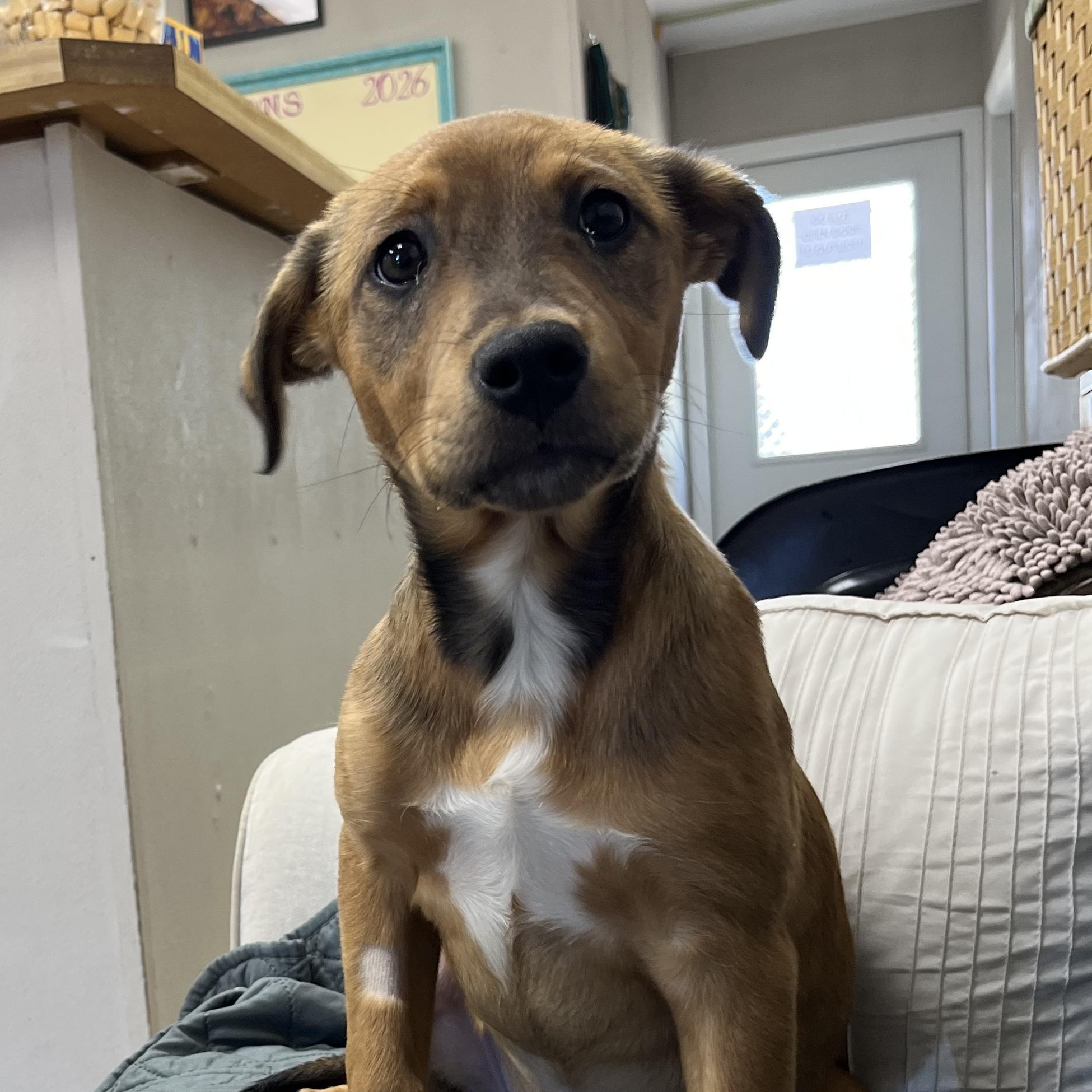 Rain, ADOPTABLE, Young Female Vizsla & Border Collie.