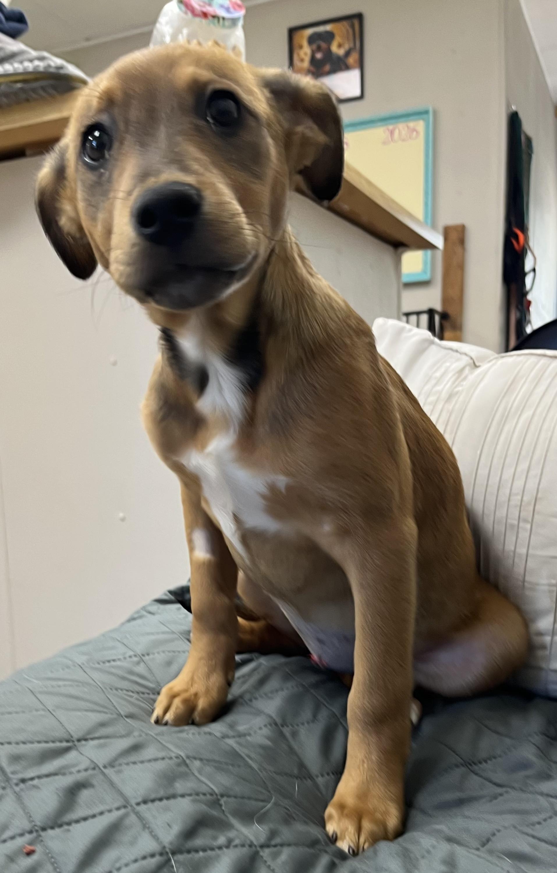 Enlarge Rain, a ADOPTABLE mixed breed in Farmington, MO image 3/4