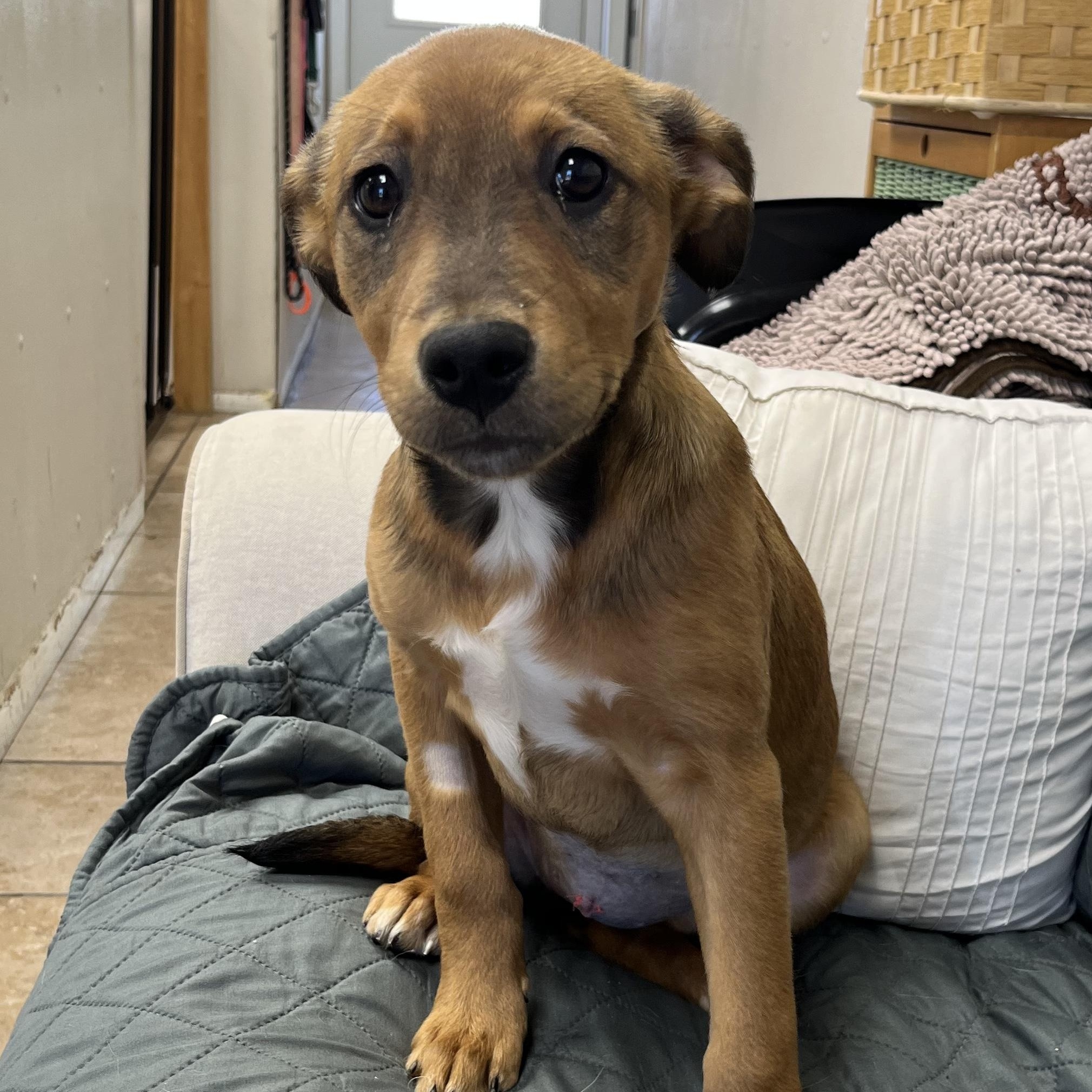 Enlarge Rain, a ADOPTABLE mixed breed in Farmington, MO image 4/4