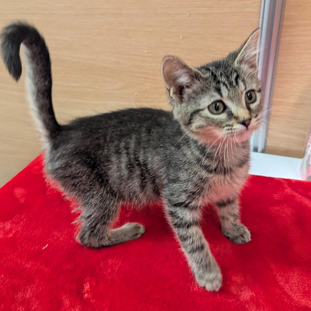 Sprout, Adoptable, Kitten Female Domestic Short Hair.