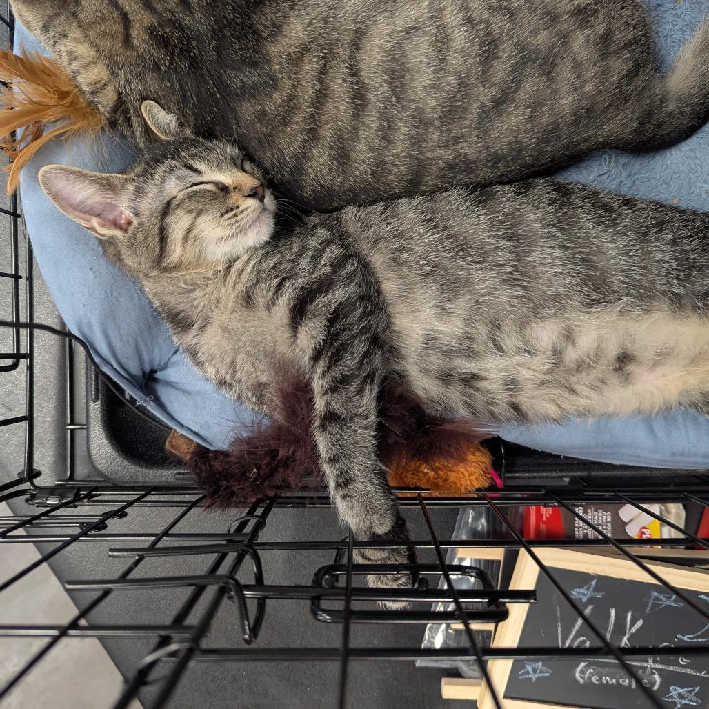 Enlarge Sprout, a Adoptable Domestic Short Hair in Hendersonville, NC image 3/4